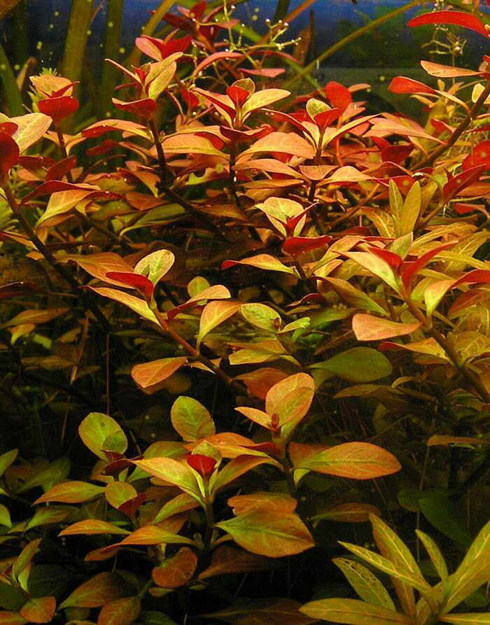 Ludwigia_repens.jpg