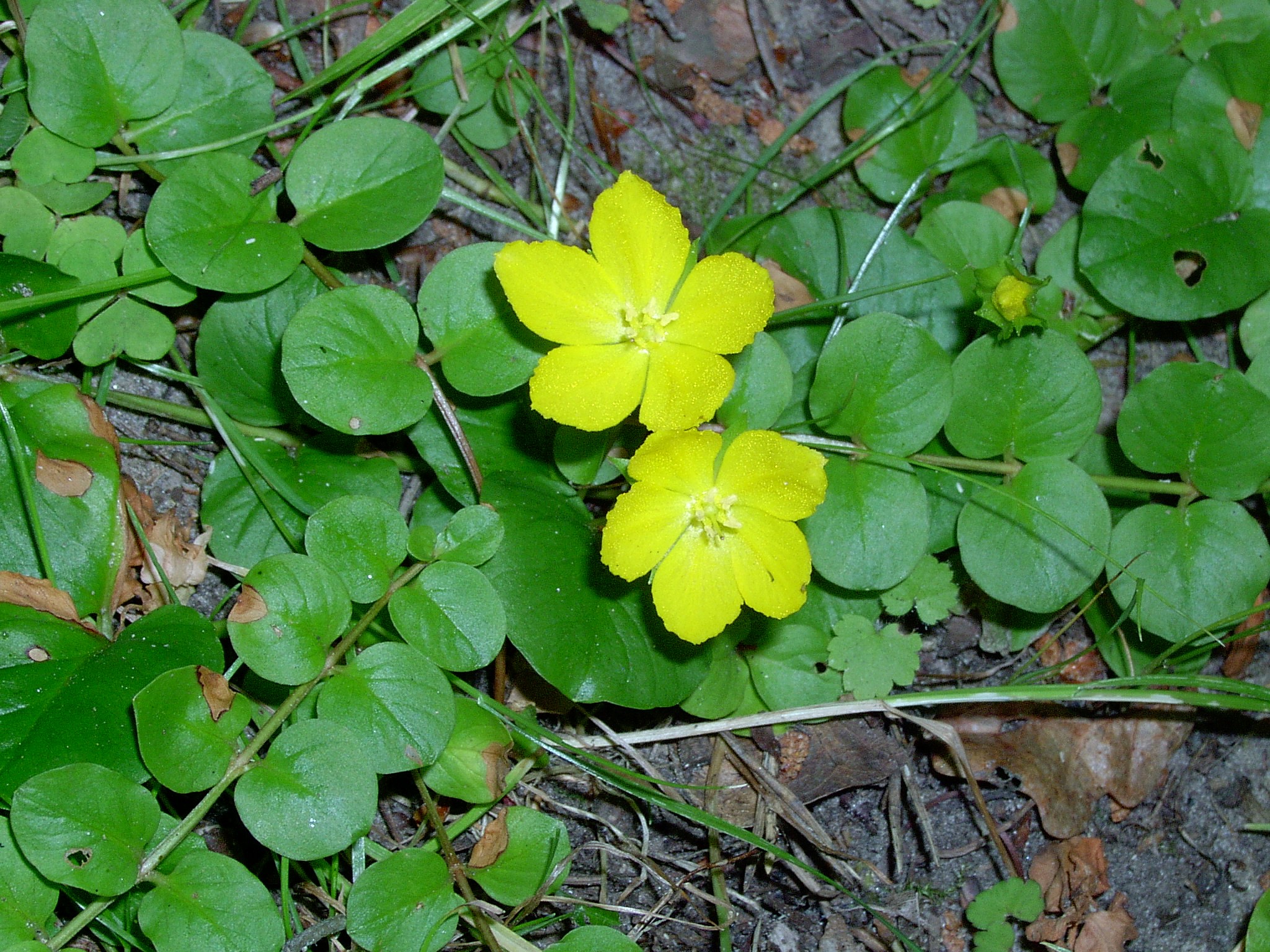 Lysimachia_nummularia_kz.jpg