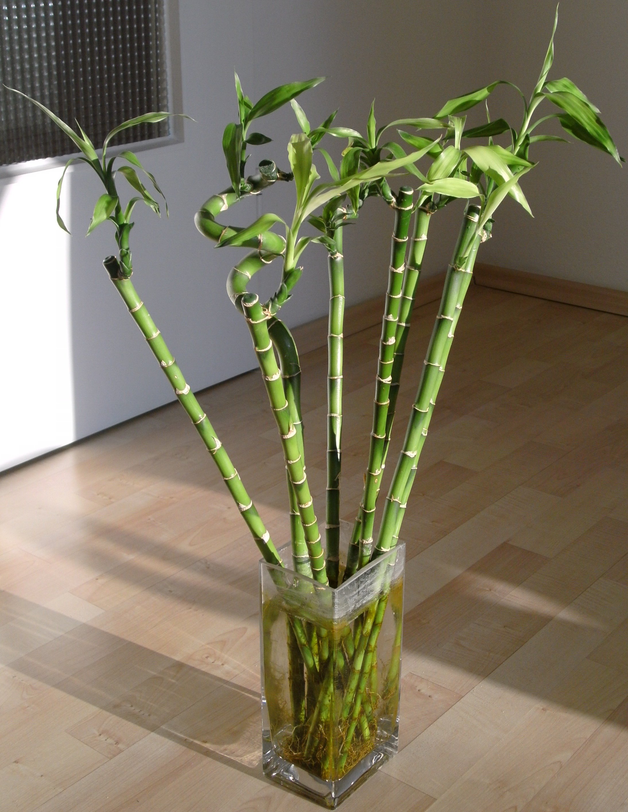 many_dracaena_sanderiana.jpg