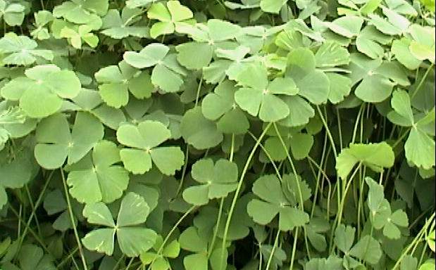 marsilea-crenata.jpg