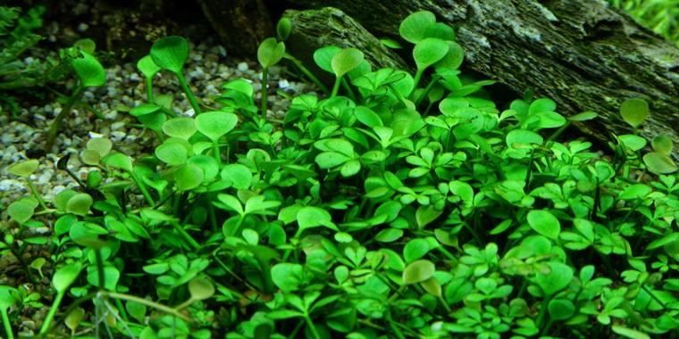 MARSILEA HIRSUTA.jpeg