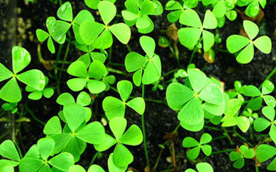 marsilea-quadrifolia.png