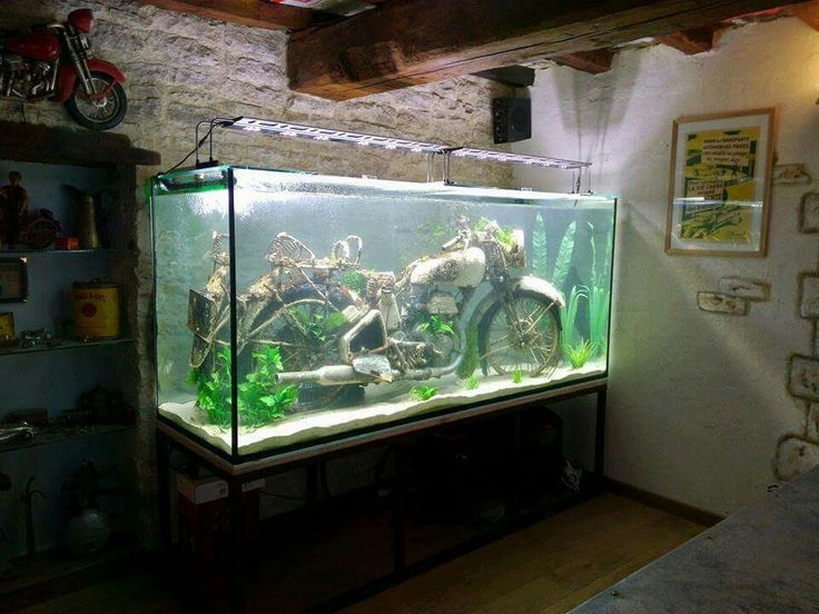 motoaquarium.jpg