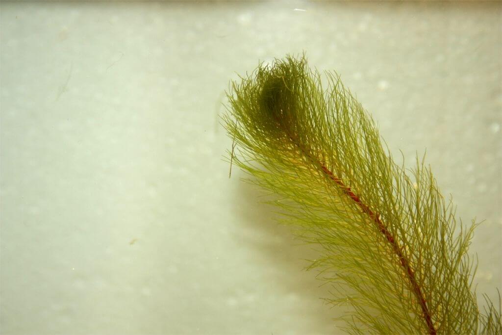 myriophyllum-pinnatum-kypit.jpg