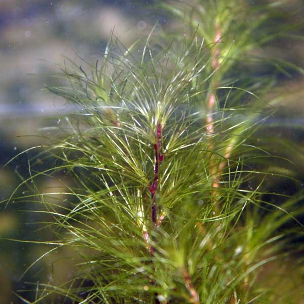 Najas_tenuifolia_04.jpg