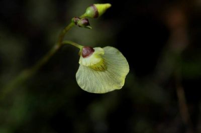 normal_utricularia-minor1311.jpg