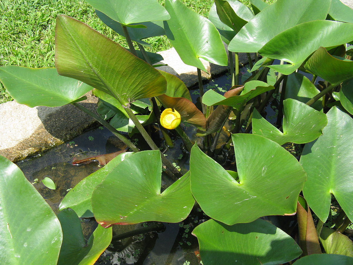 nuphar-japonica.jpg