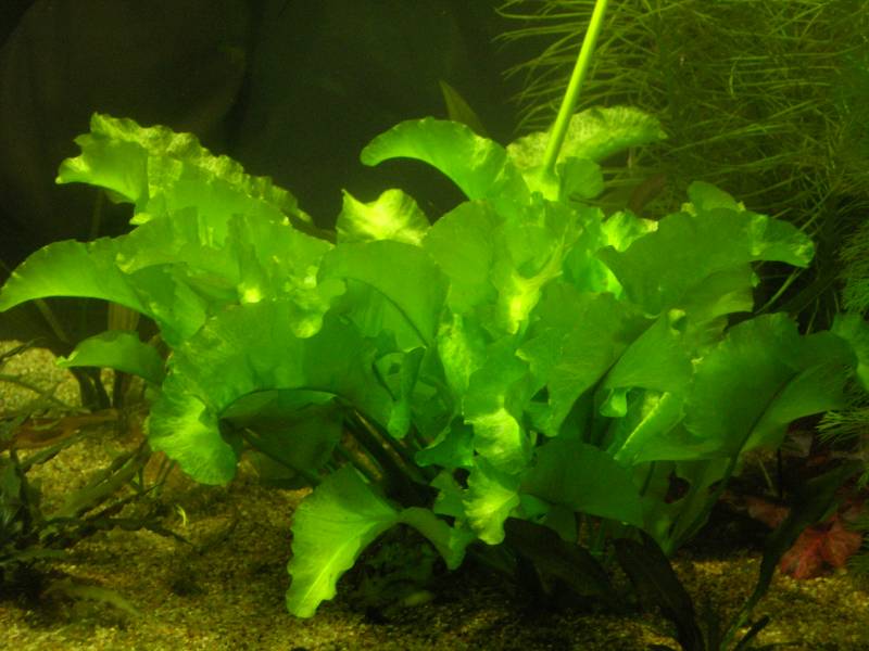 nuphar-japonicum.jpg