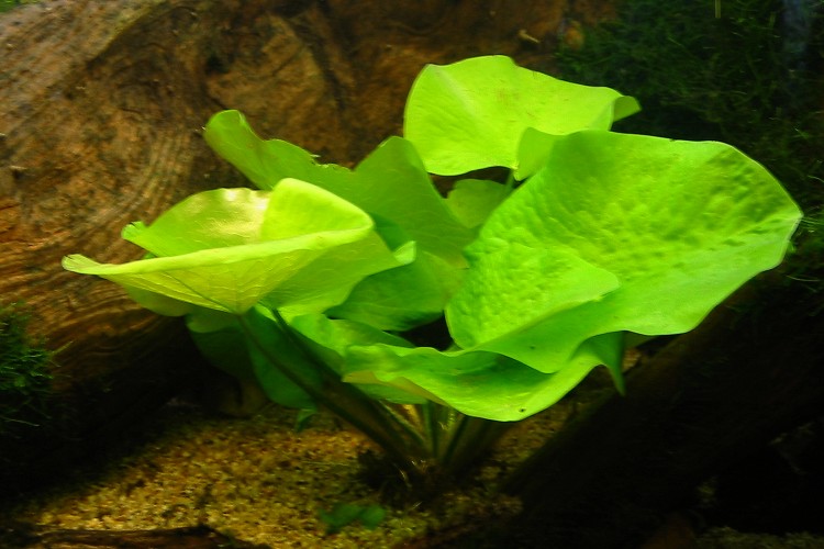 Nymphaea_glandulifera.jpg