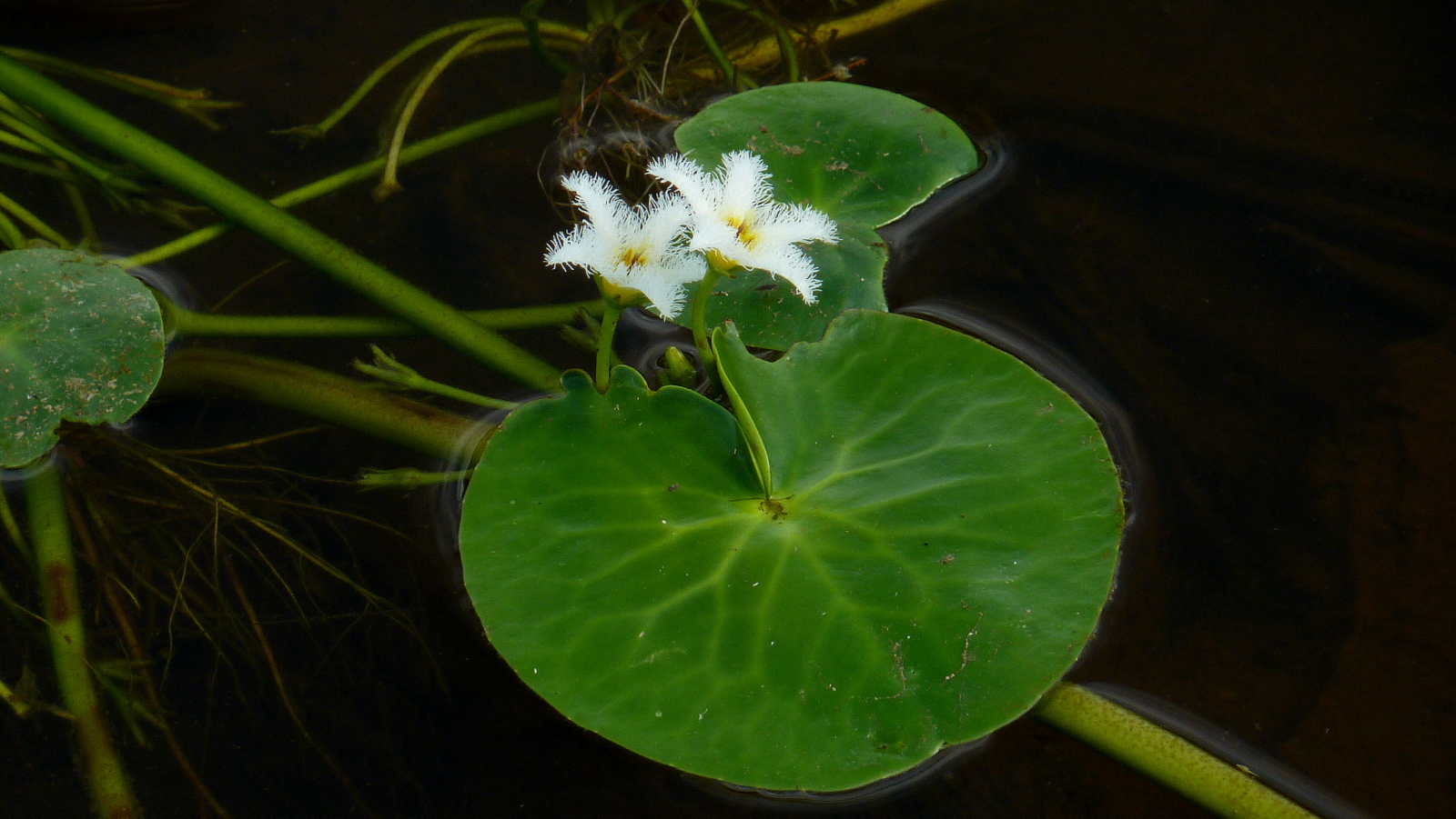 Nymphoides_indica_(L.)_Kuntze_(4368348480).jpg