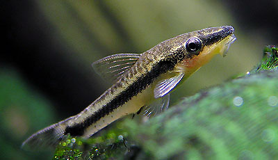 otocinclus-affinis-otto.jpg