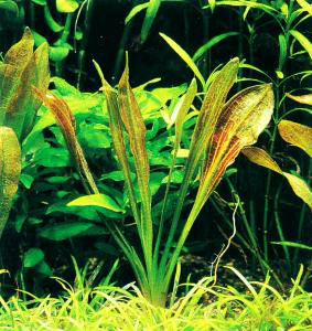 ottelia_brasilensis_iopets.jpg