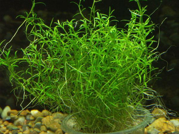 part_4_crassula_helmsii_in_aquarium_-look-here.jpg