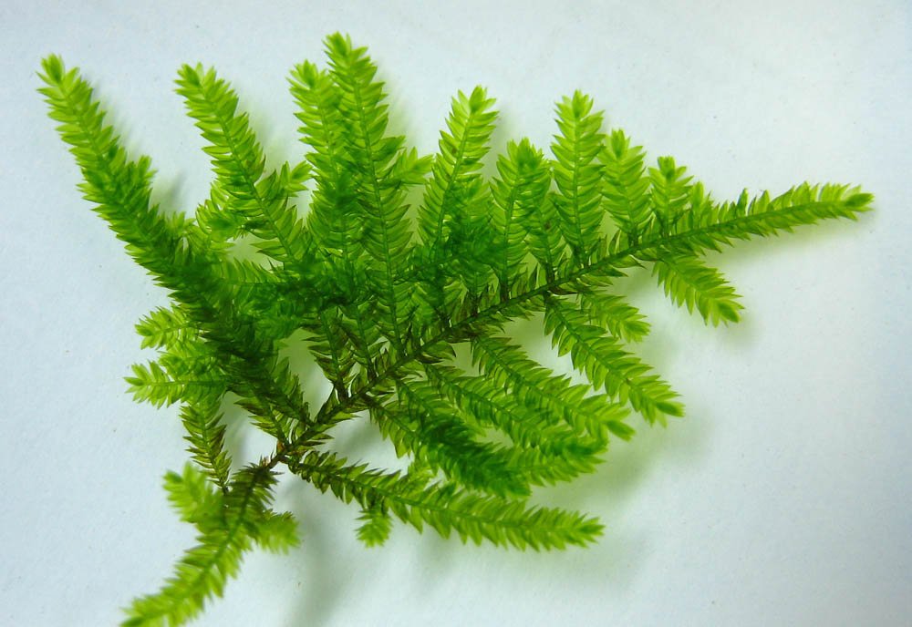 Peacock-Moss-Leaves.jpg