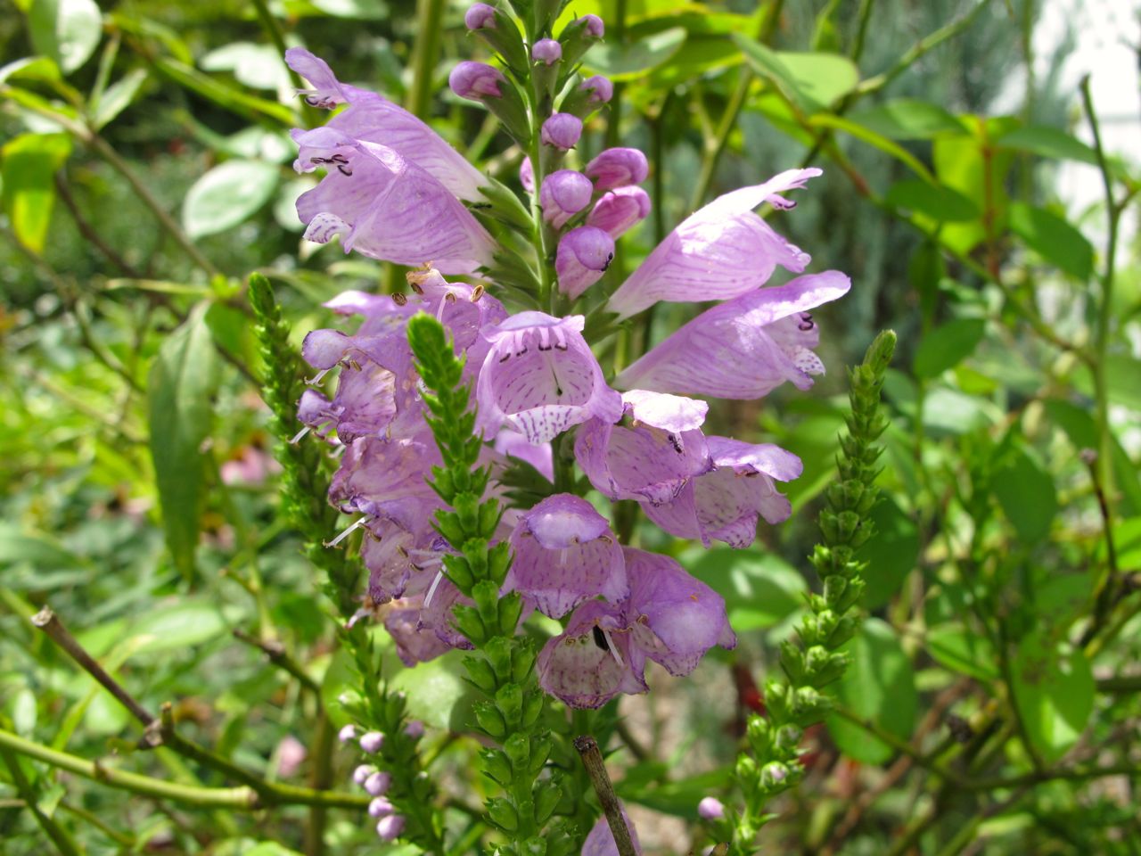 physostegia-virginiana-obedient-plant.jpg