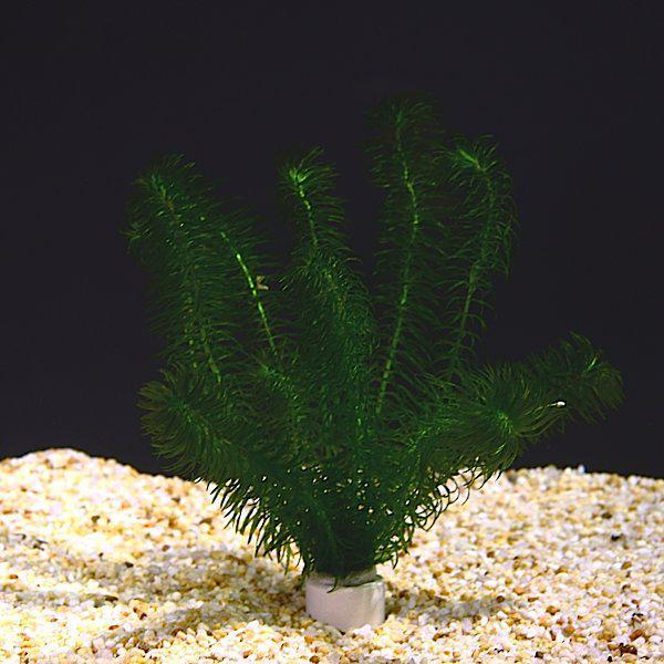 piece_8_hydrilla_verticillata_in_aquarium_-see-here.jpg