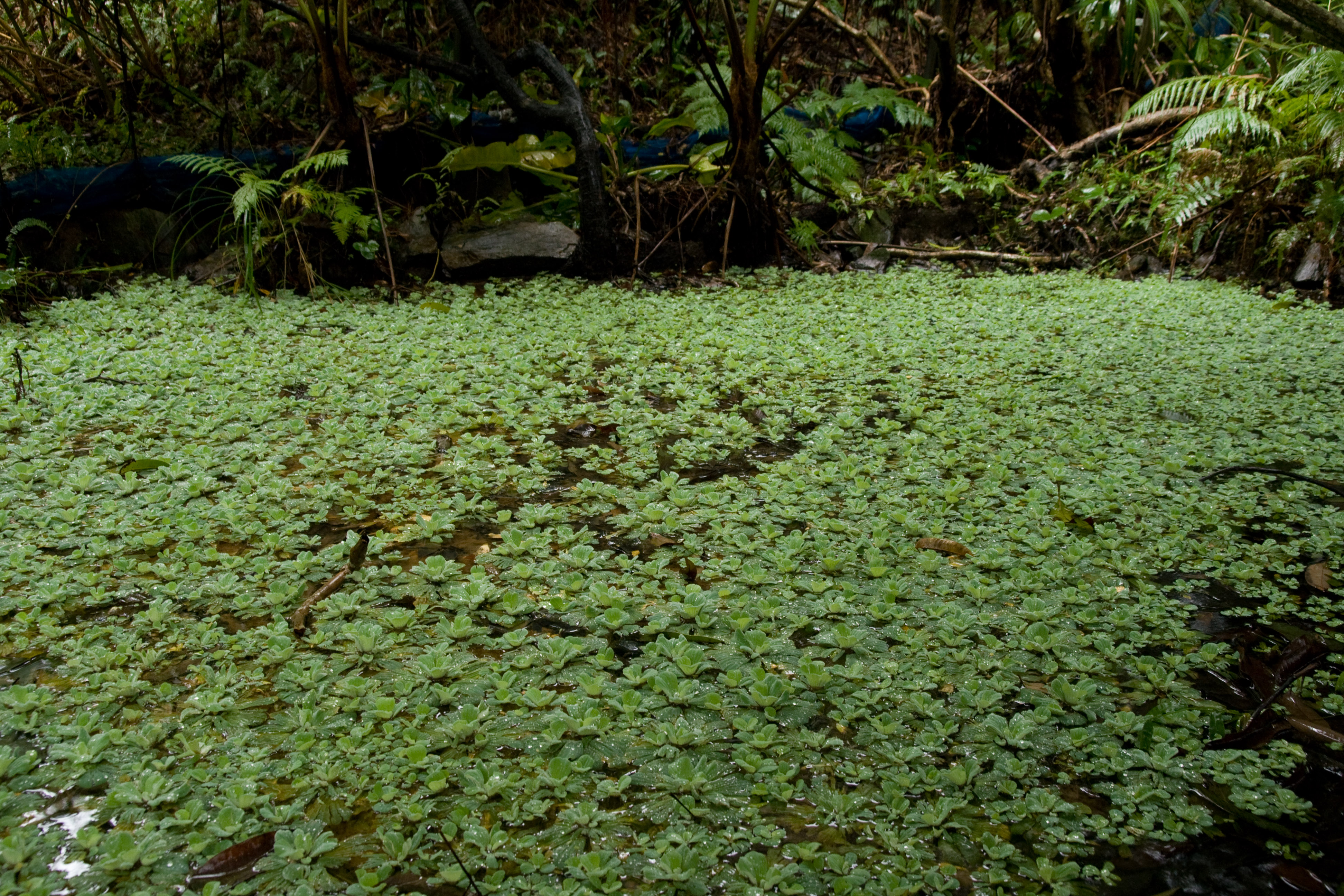 Pistia_stratiotes_01.jpg