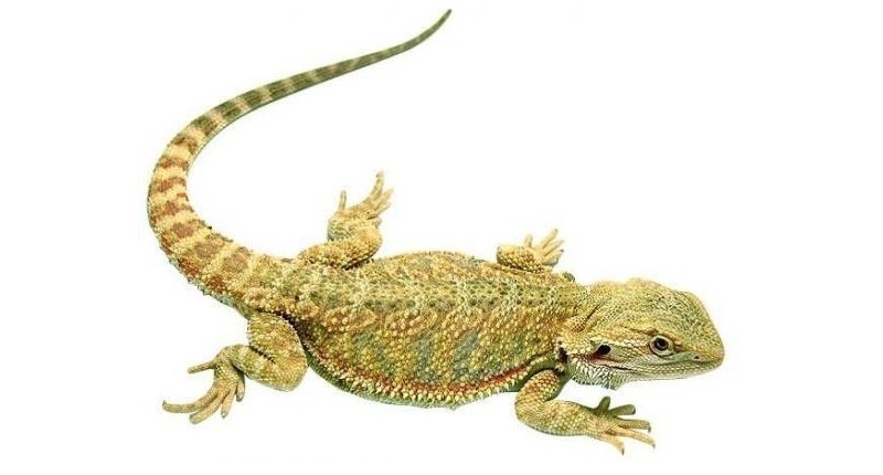 pogona-vitticeps.jpg