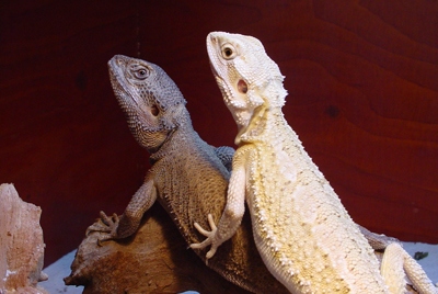 pogona_mitchelli_pair1.jpg