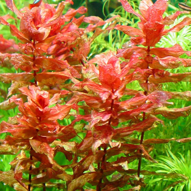 rotala-macrandra-3.jpg