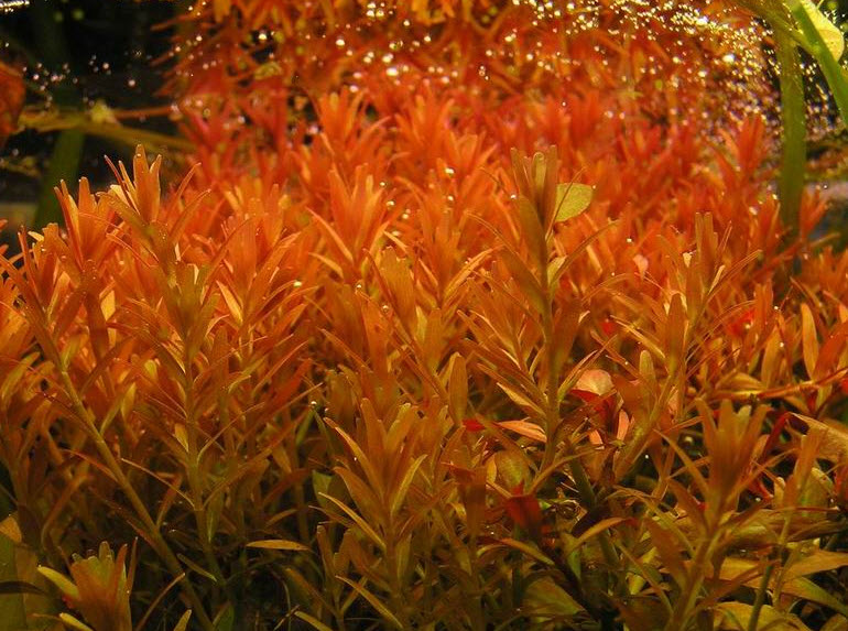 rotala_ind.jpg