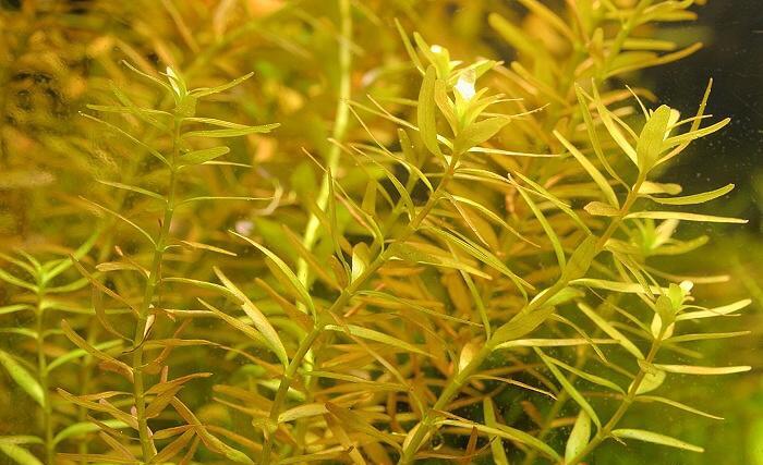 Rotala_indica.jpg