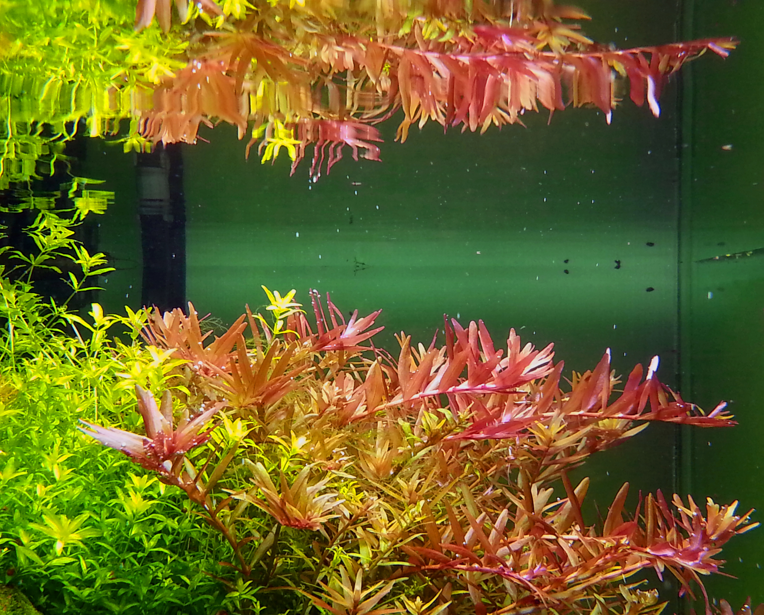 rotala_indica_1.jpg