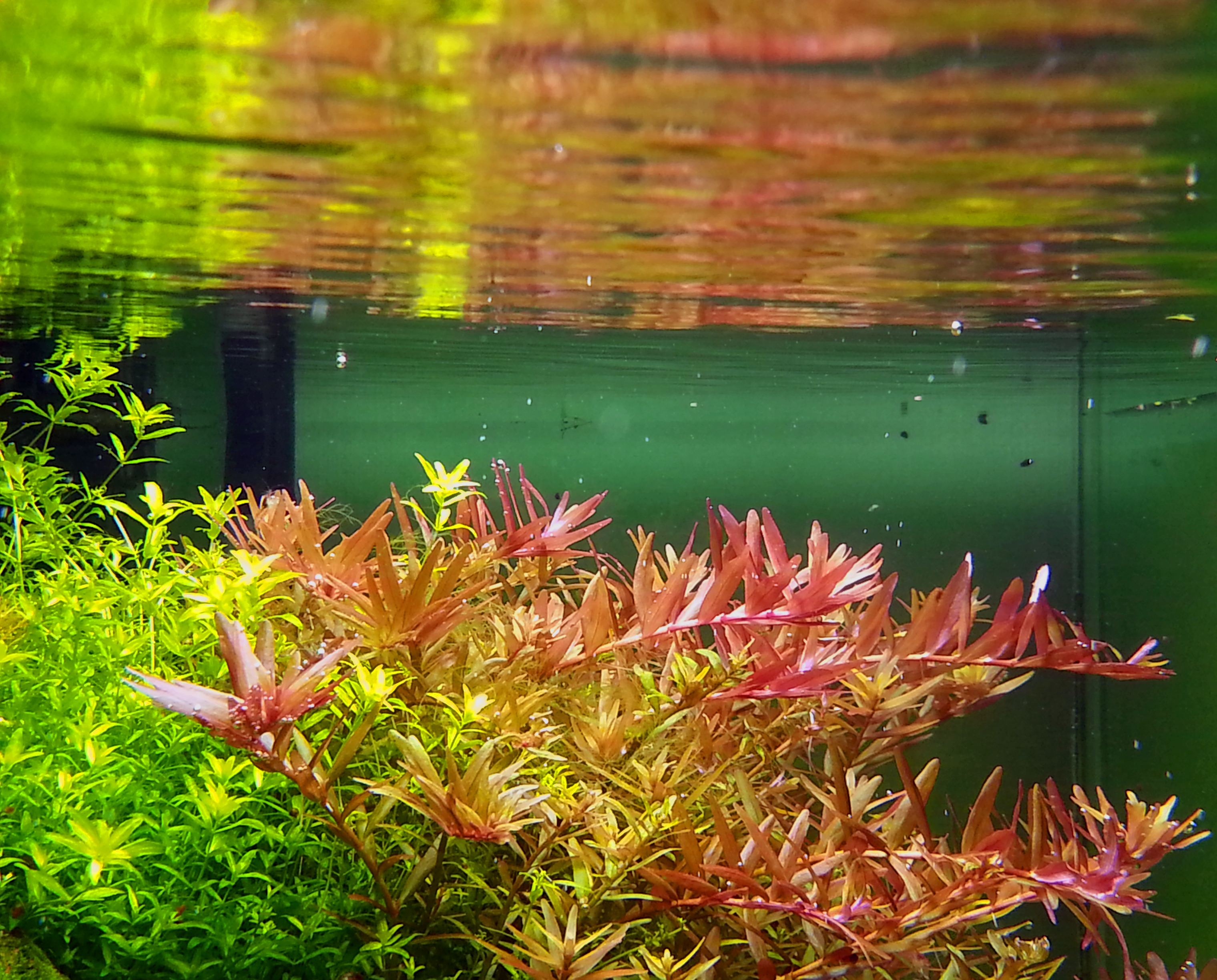 rotala_indica_1_1.jpg