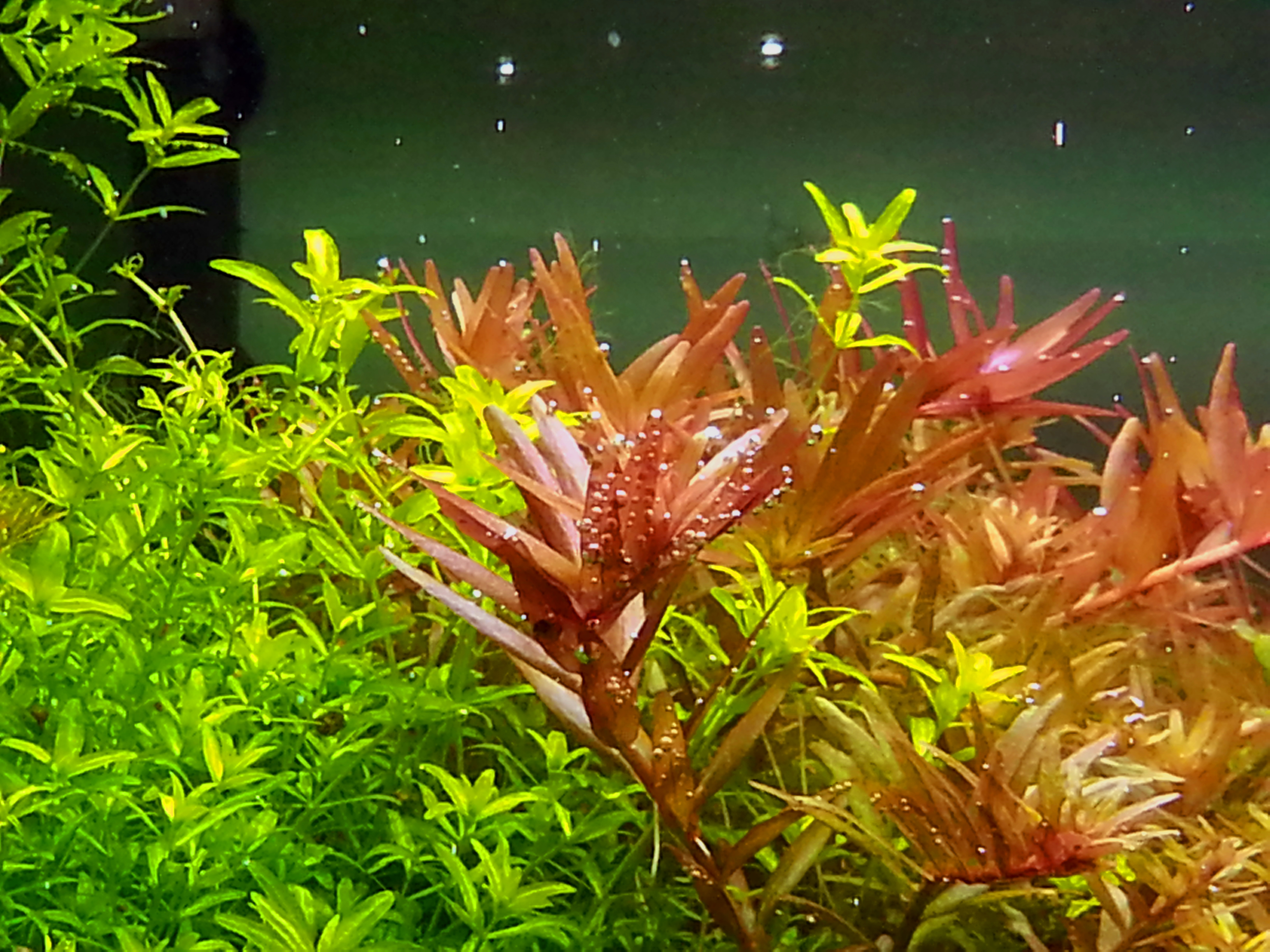 rotala_indica_3.jpg