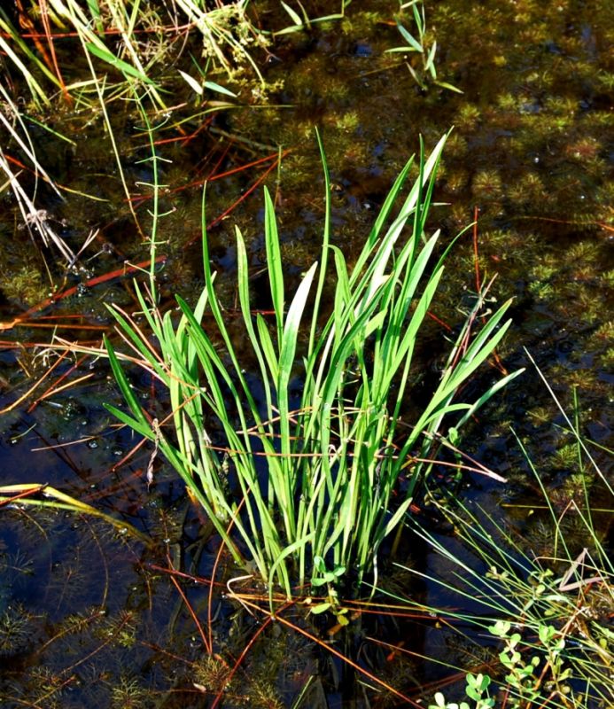 Sagittaria_graminea_habitat.jpg