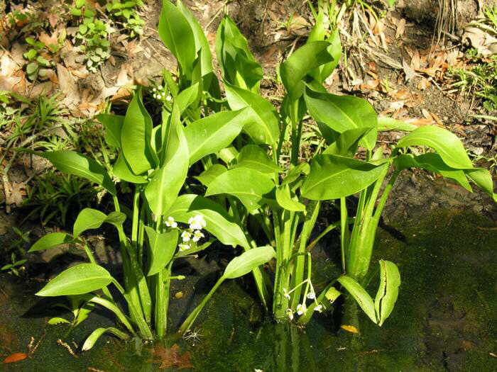 Sagittaria_platyphylla (1).jpg