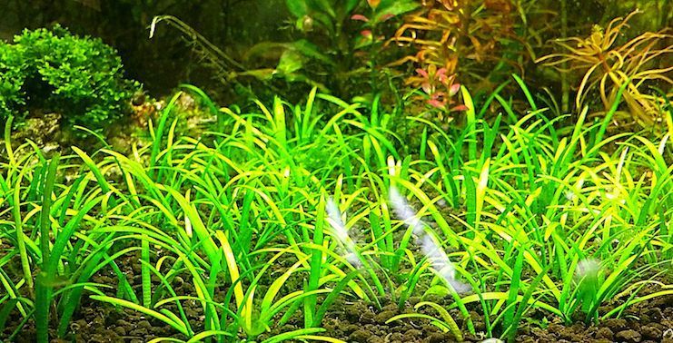 sagittaria_subulata_3.jpg