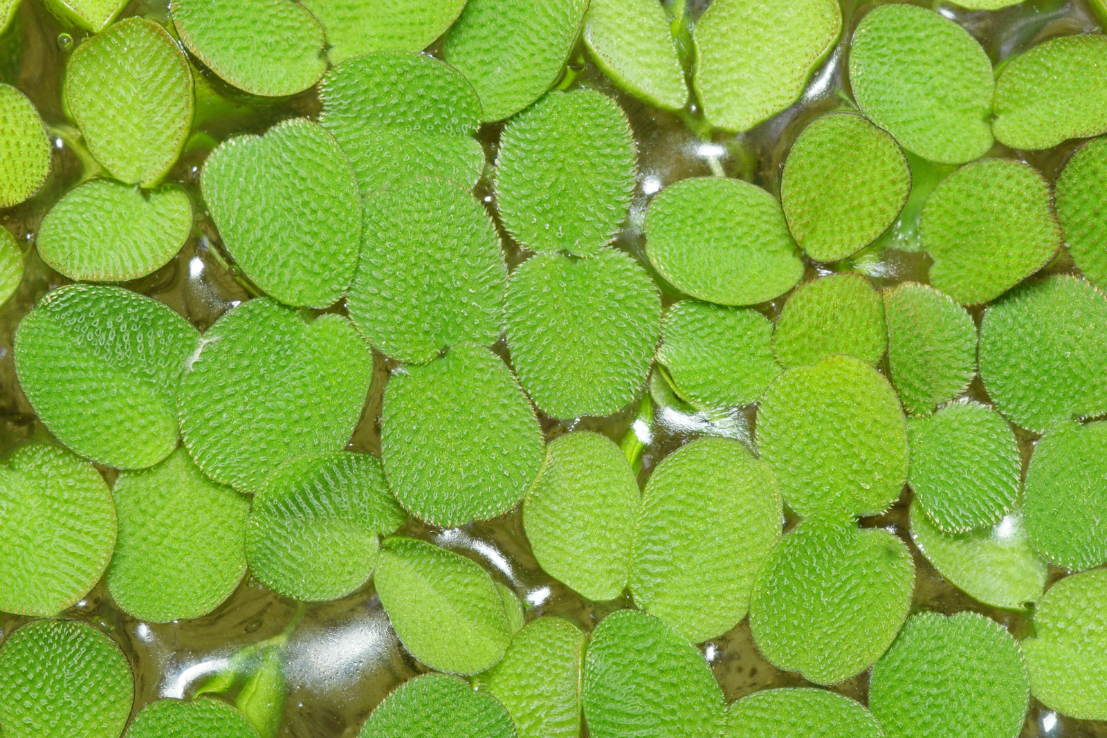 Salvinia-auriculata-2.jpg