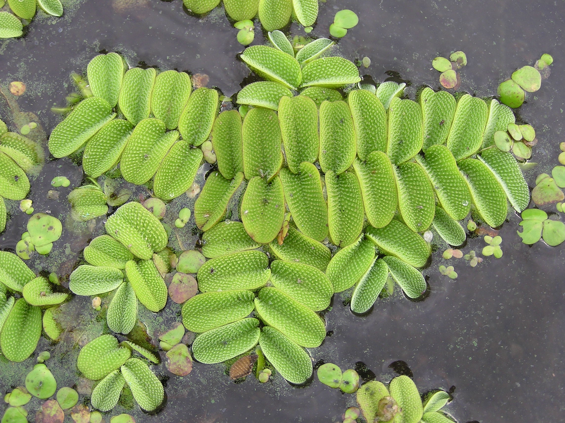 Salvinia_natans_(habitus)_1.jpg