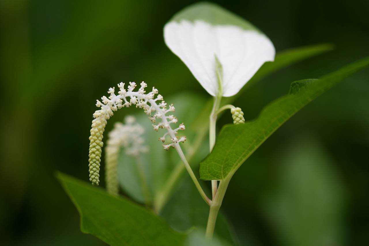 Saururus_chinensis_N3.jpg