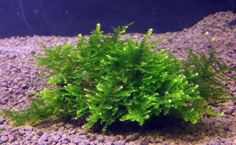 Singapore Moss 3.JPG