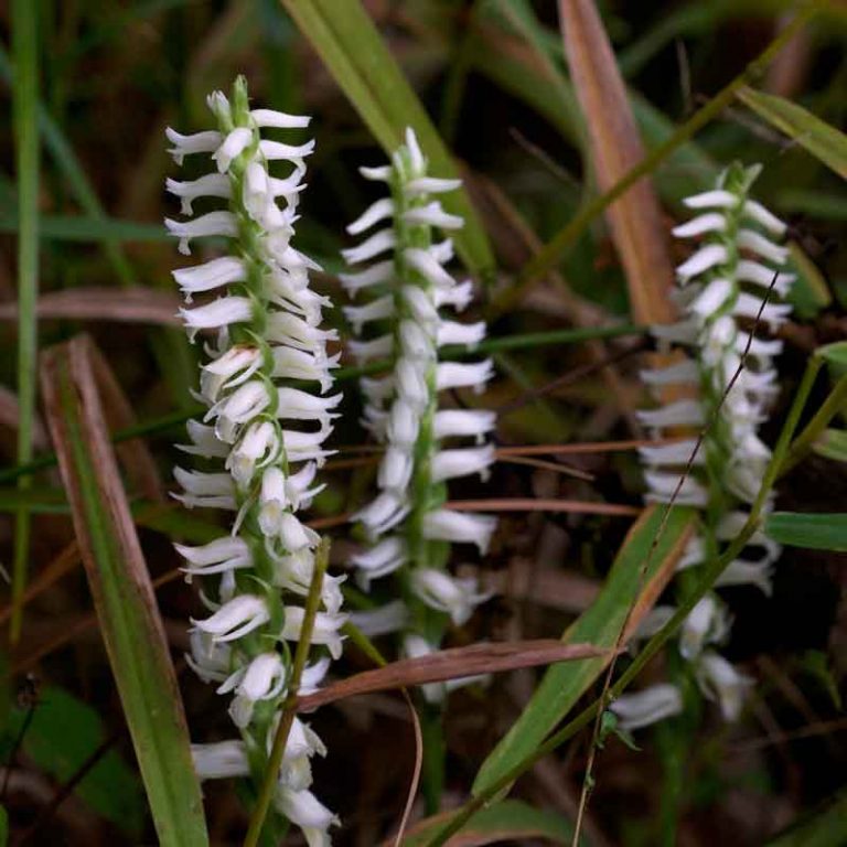 spiranthes_odorata-768x768.jpg