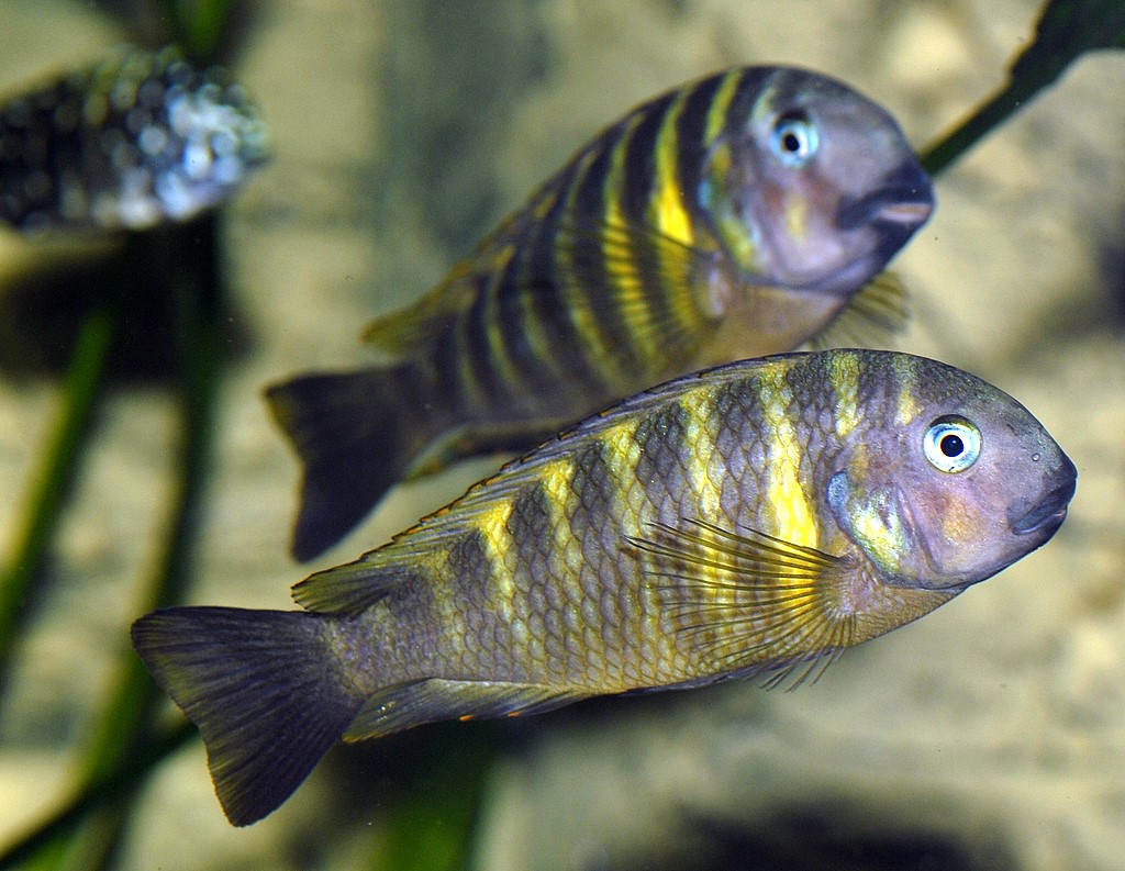 Tropheus-brichardi-2.jpg