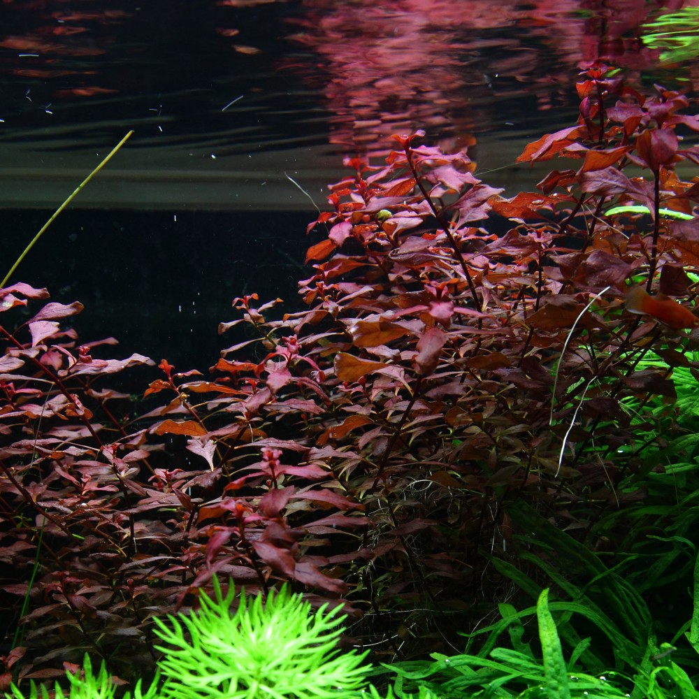 tropica-ludwigia-palustris-tc-zseles-2.jpg