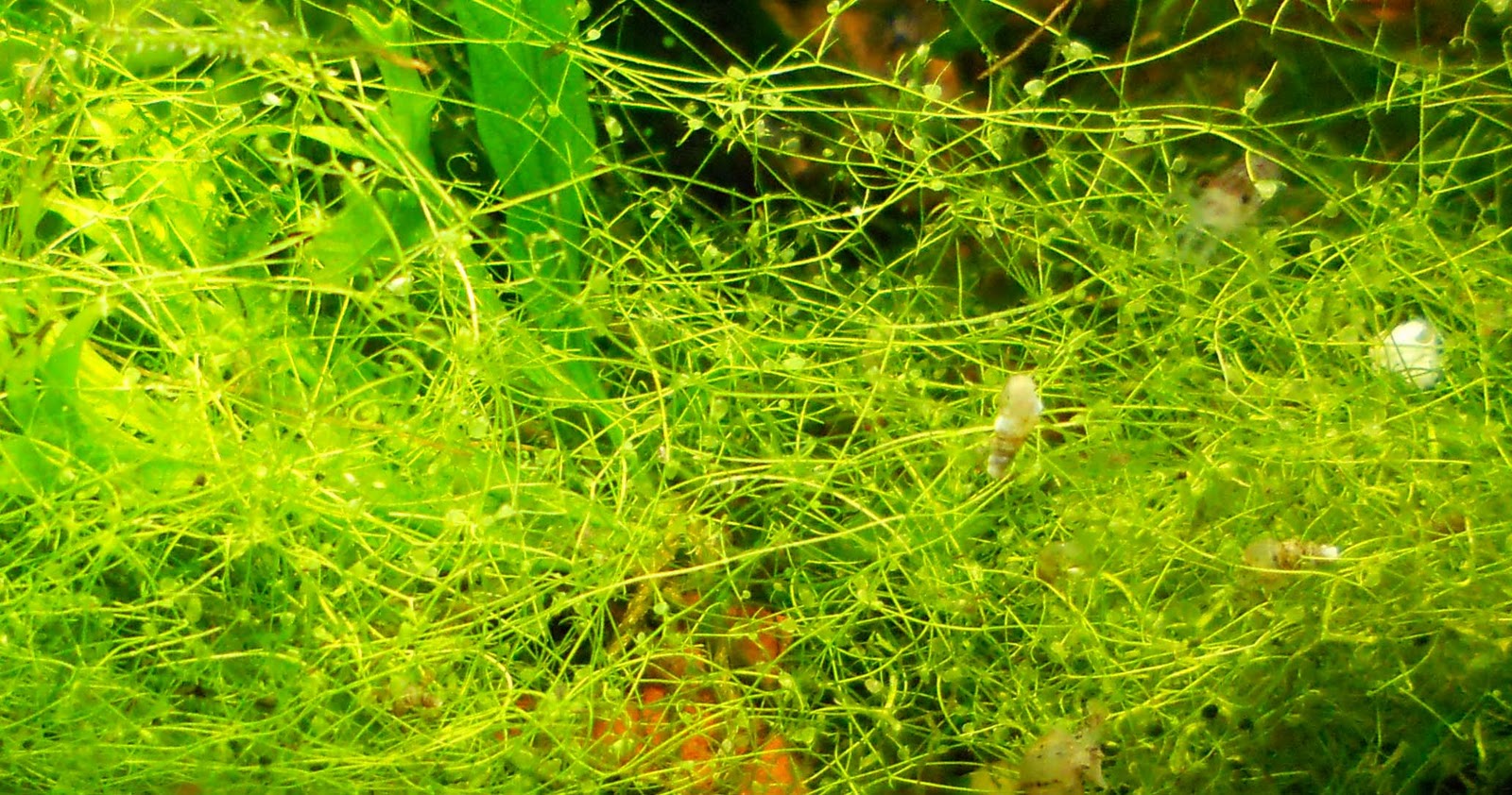 Utricularia gibba.jpg