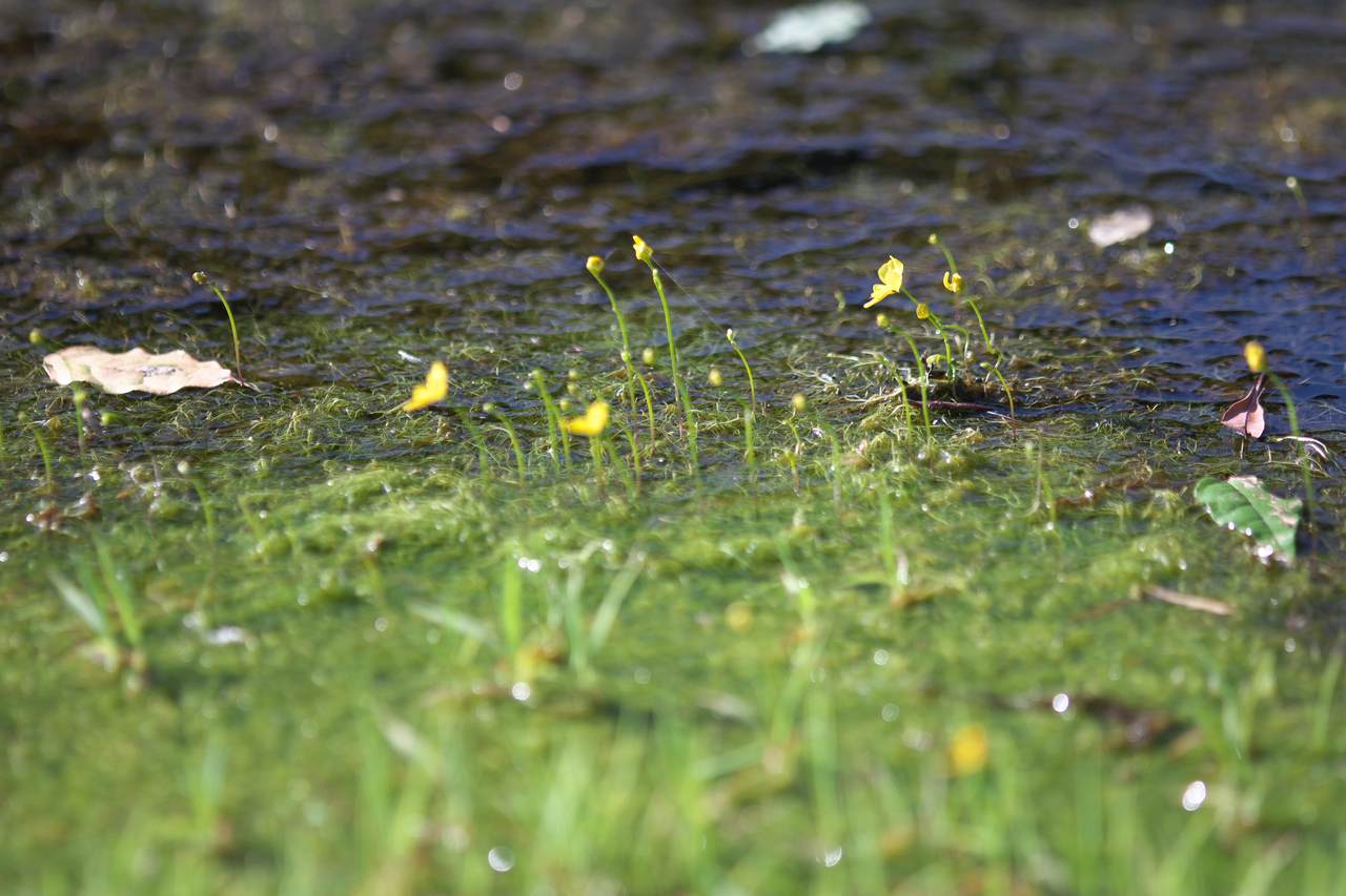 Utricularia_gibba_N2.jpg