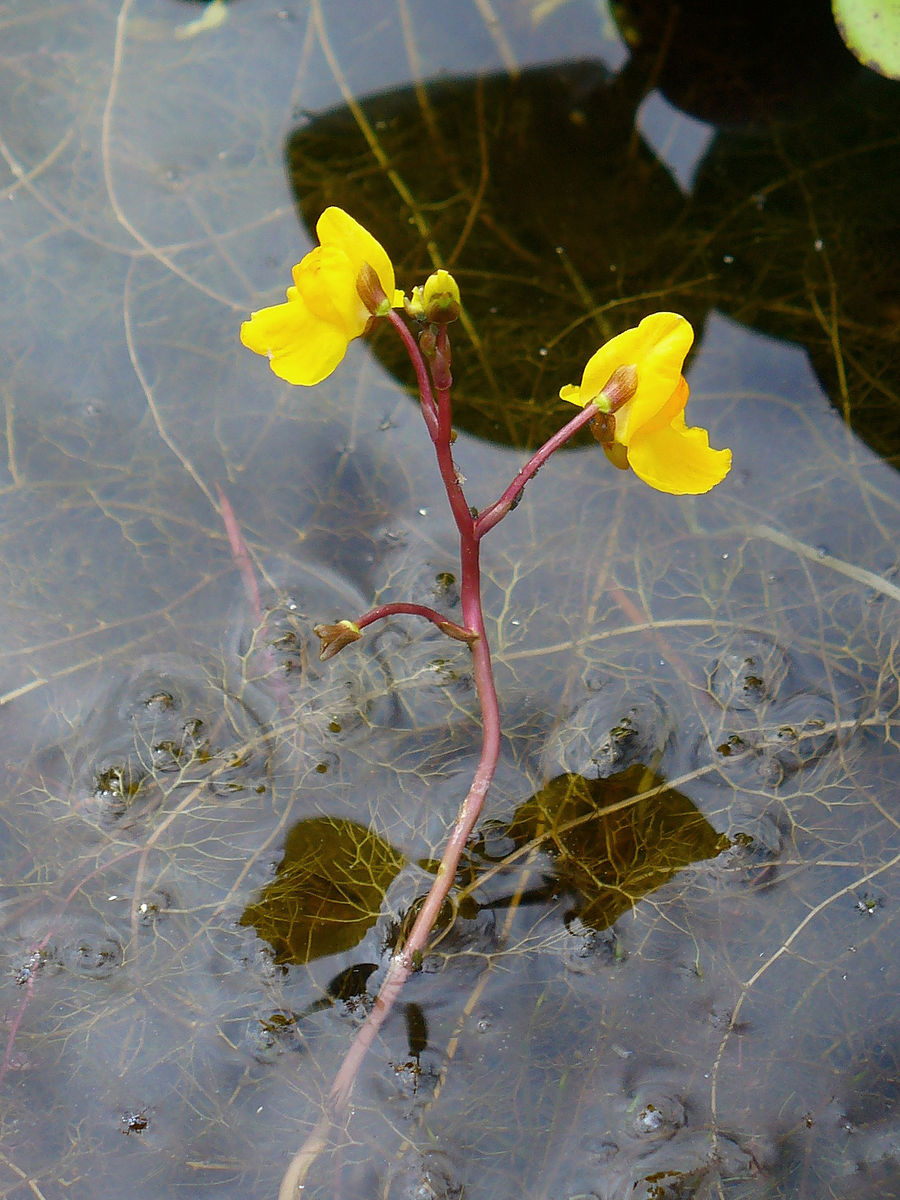 Utricularia_vulgaris_003.JPG