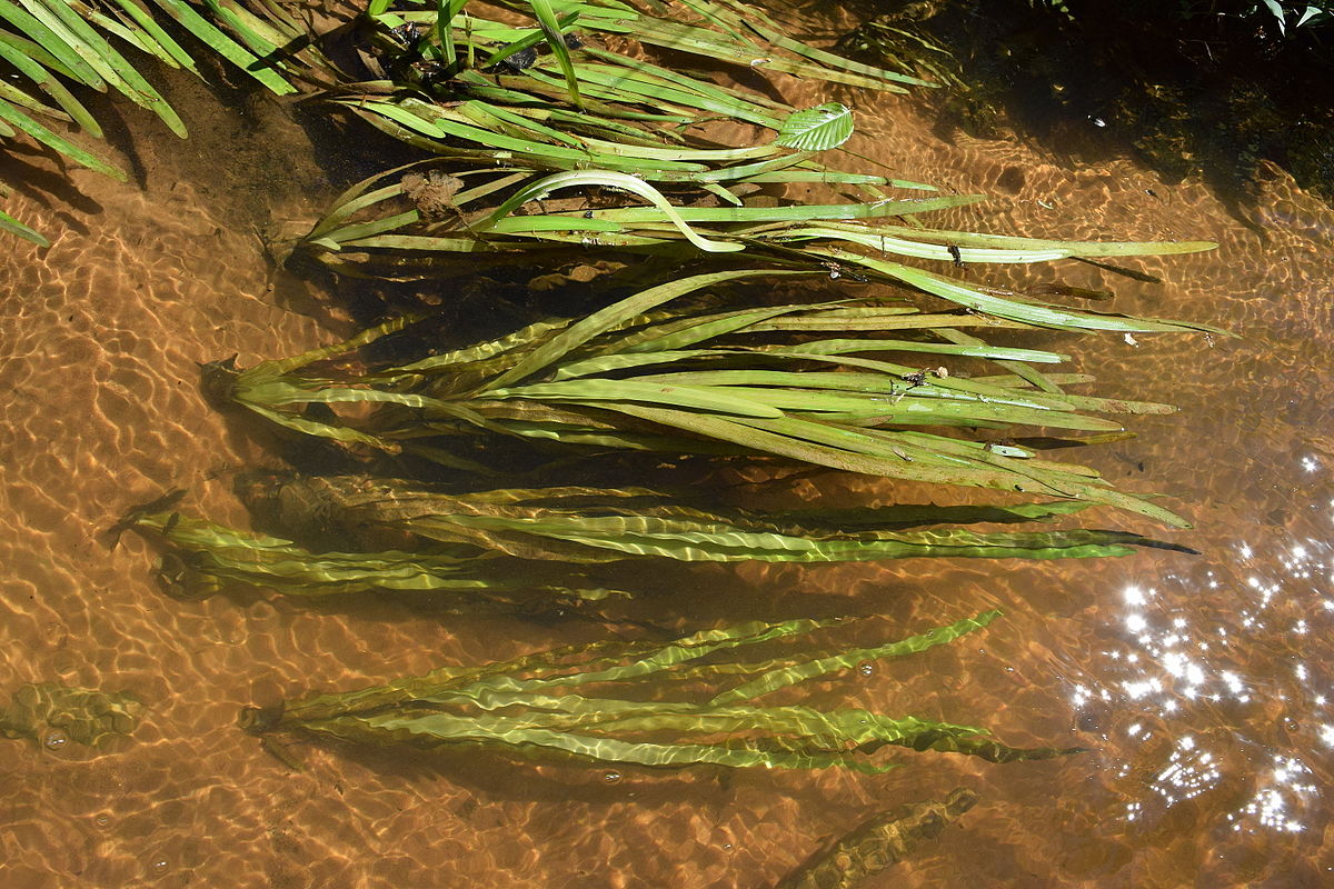 Vallisneria_americana_UMFS_3.JPG