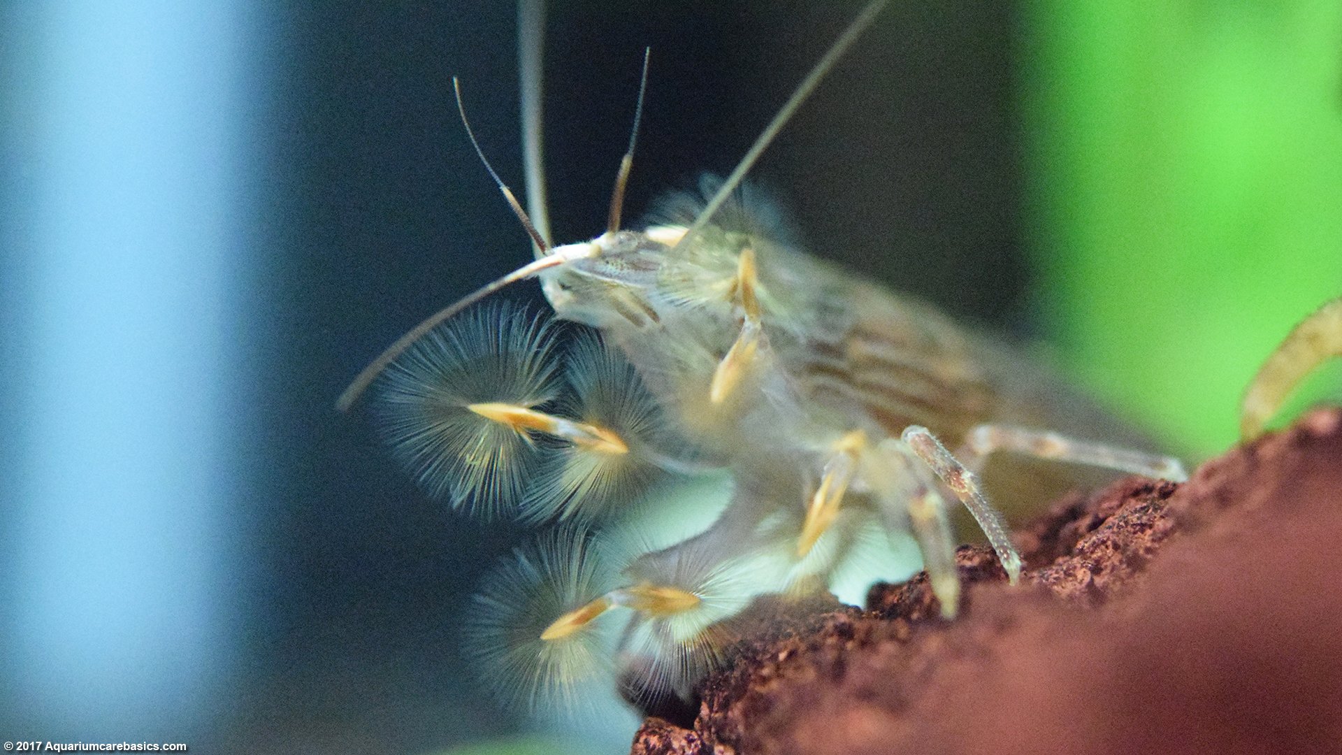 wood-shrimp-feeding-fans-open.jpg