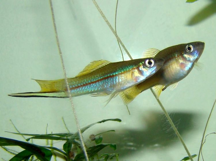 (Xiphophorus hellerii) 81f.jpg