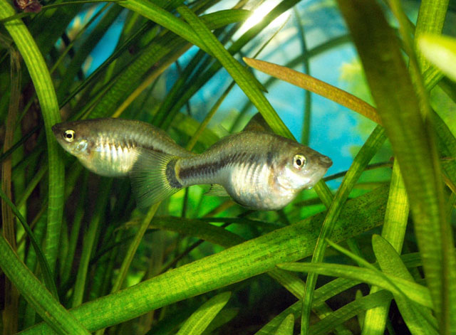 (Xiphophorus xiphidium) 9f female.jpg