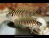 219546060_1_644x461_lamprologus-similis-karaganda.jpg