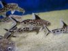 Многопятнистый синодонтис или сом-кукушка (Synodontis multipunctatus, Synodontis multipunctata)