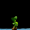 Anubias_barteri_nana_Petite.png