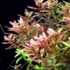 rotala_indijskaya__rotala_indica__320x320.jpg